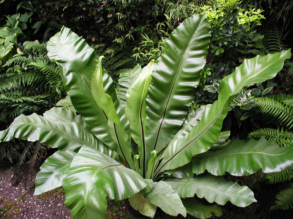Неприхотливое вечнозеленое растение — пизония