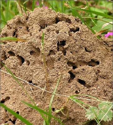Как избавиться от муравьев на дачном участке