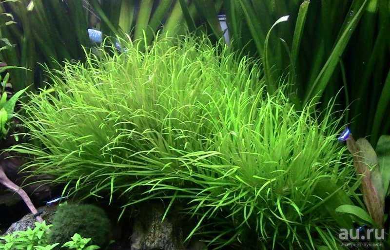 Хемиантус куба: особенности содержания почвопокровного аквариумного растения