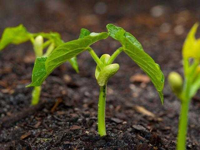 Травянистое растение горох (Pisum) является представителем семейства Бобовые Родом оно с Юго-Западной Азии, где его стали культивировать еще в древние времена