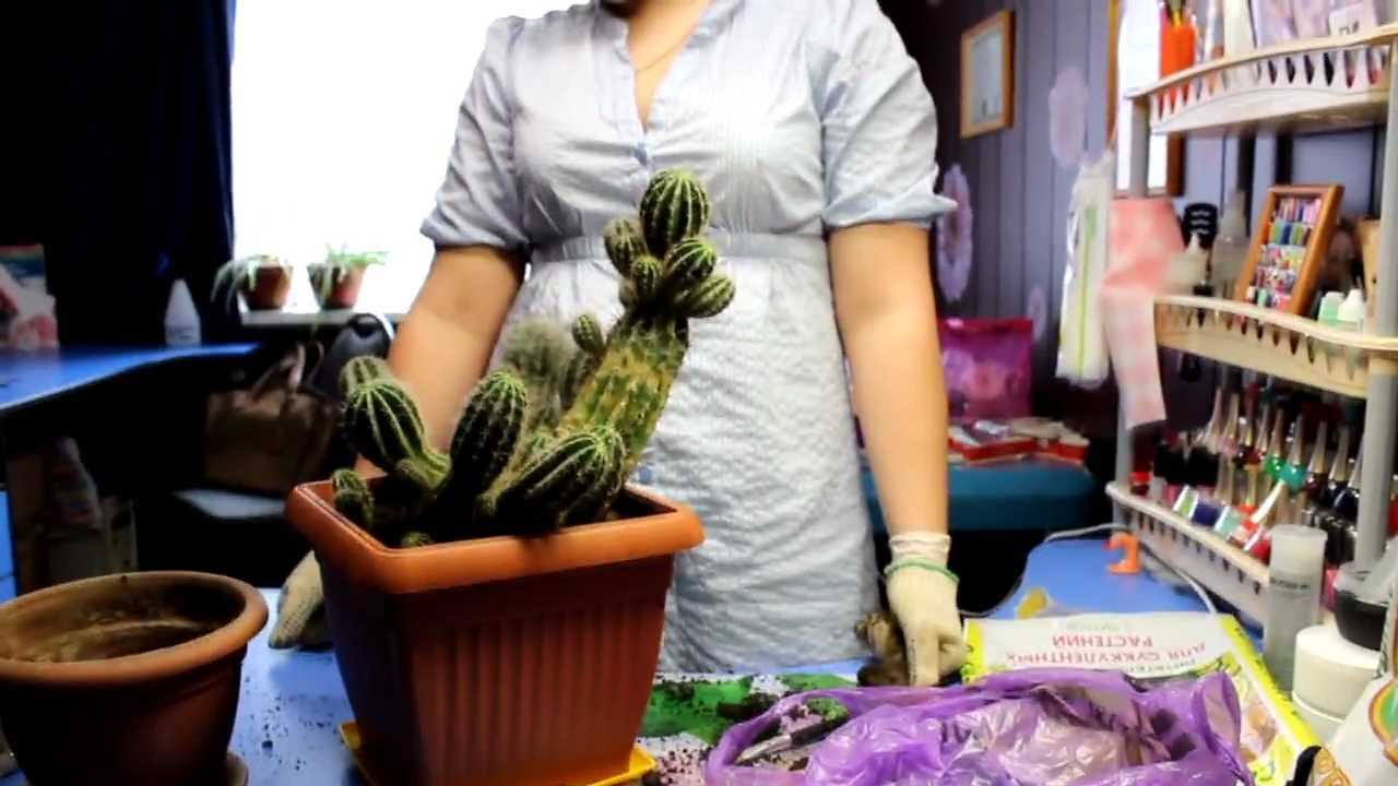 Посадка и пересадка кактусов из горшка в горшок: фото, видео посадки и пересадки кактусов