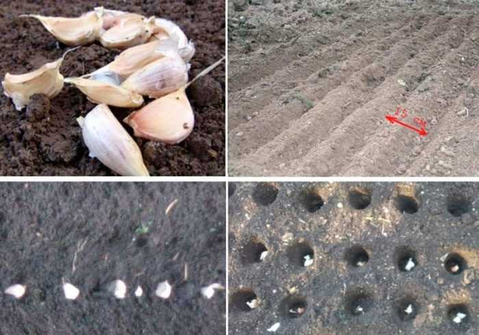 Выращиваем яровой чеснок в открытом грунте: правила посадки и ухода