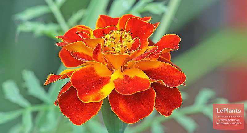 Красивые и полезные цветы - бархатцы. описание, польза растения и уход за ним