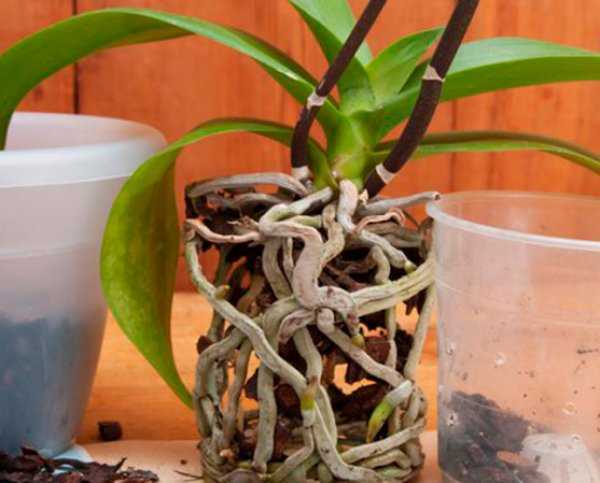 Посадка деток орхидеи в домашних условиях с фото