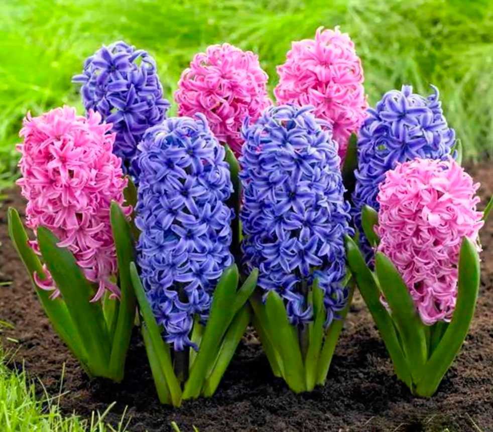 Гиацинт - необычайно красивый садовый цветок Как приспособить его для выращивания в домашних условиях Как добиться цветения в нужное вам время
