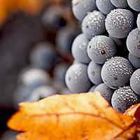 Обрезка винограда осенью в картинках для начинающих.