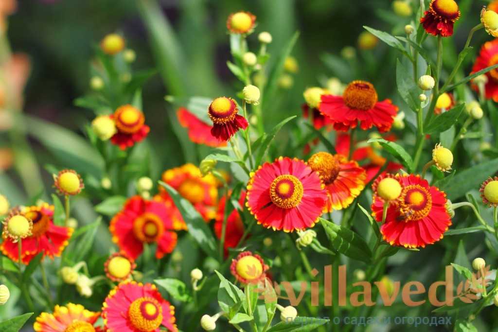 Цветы гелениум: фото сортов гибридный и осенний, посадка и уход при выращивании из семян