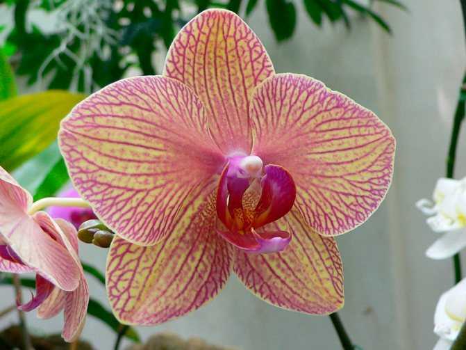 Орхидея мильтония — уход в домашних условиях