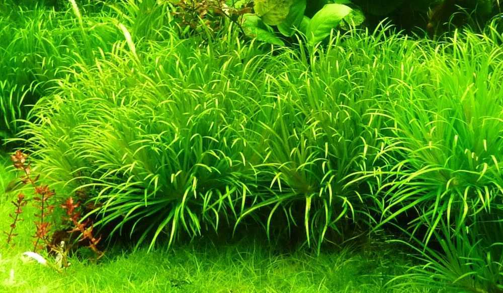 Наяс: как выглядит аквариумное растение, виды травы и требования к ее содержанию