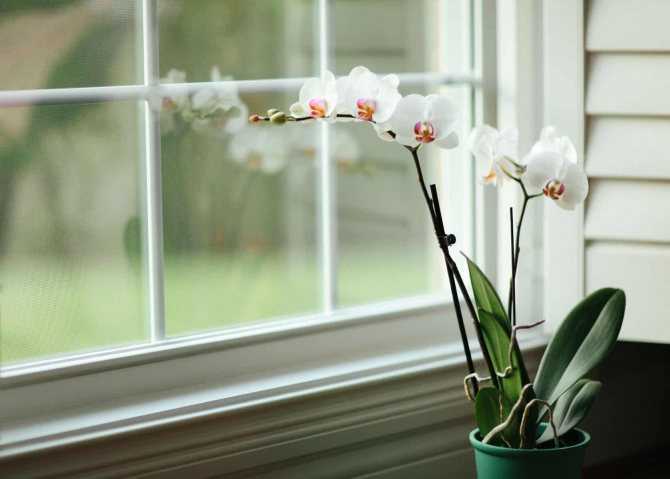 Основные условия содержания орхидей - Проект "Цветочки" - для цветоводов начинающих и профессионалов
