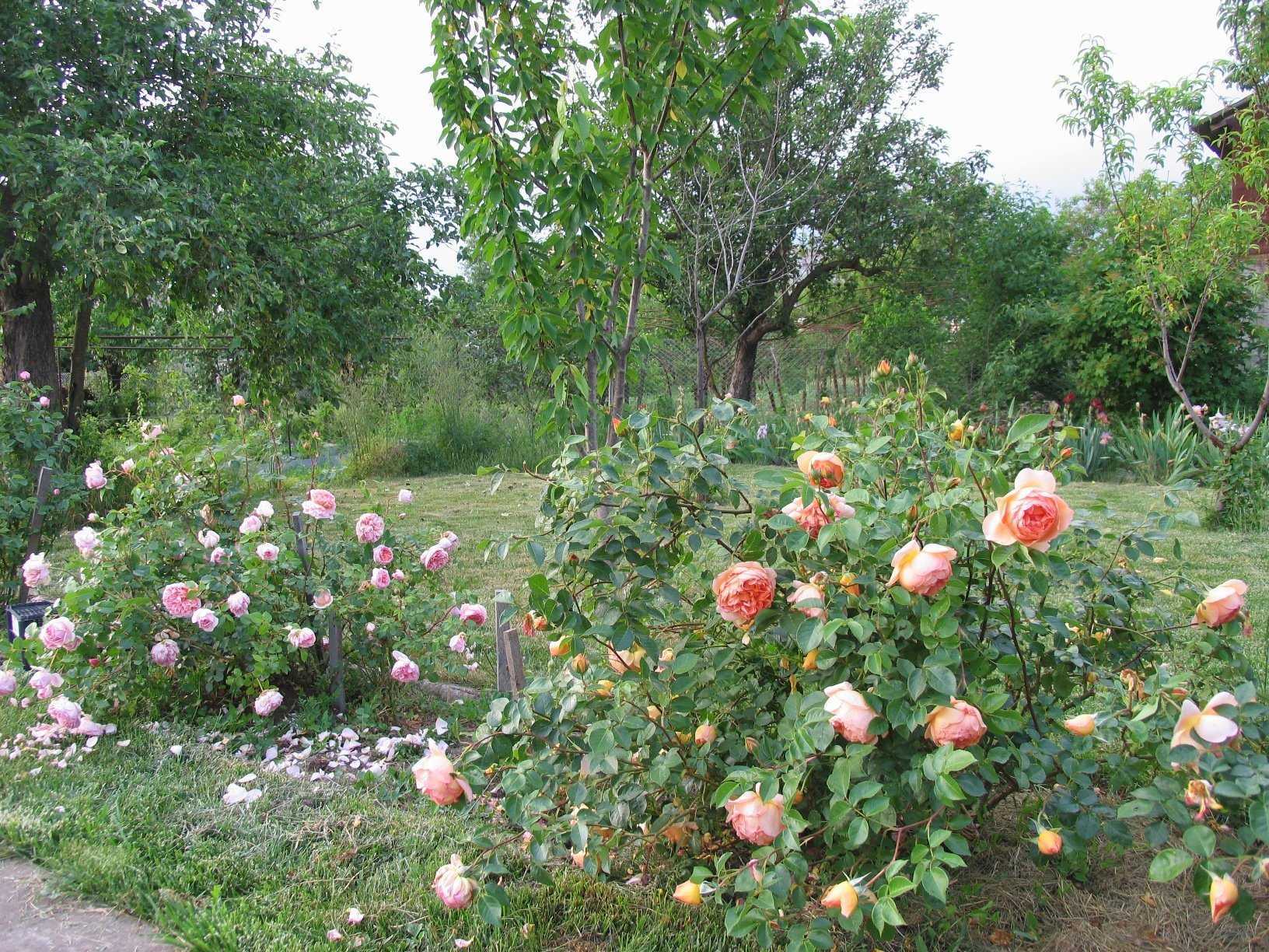 Изысканная английская роза абрахам дерби в вашем саду: от посадки до декора