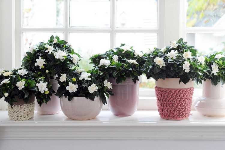 Уход в домашних условиях за комнатным цветком – филодендрон