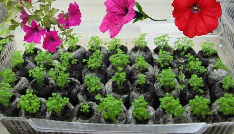 Посев семян петунии: когда сажать и как вырастить в домашних условиях рассаду?