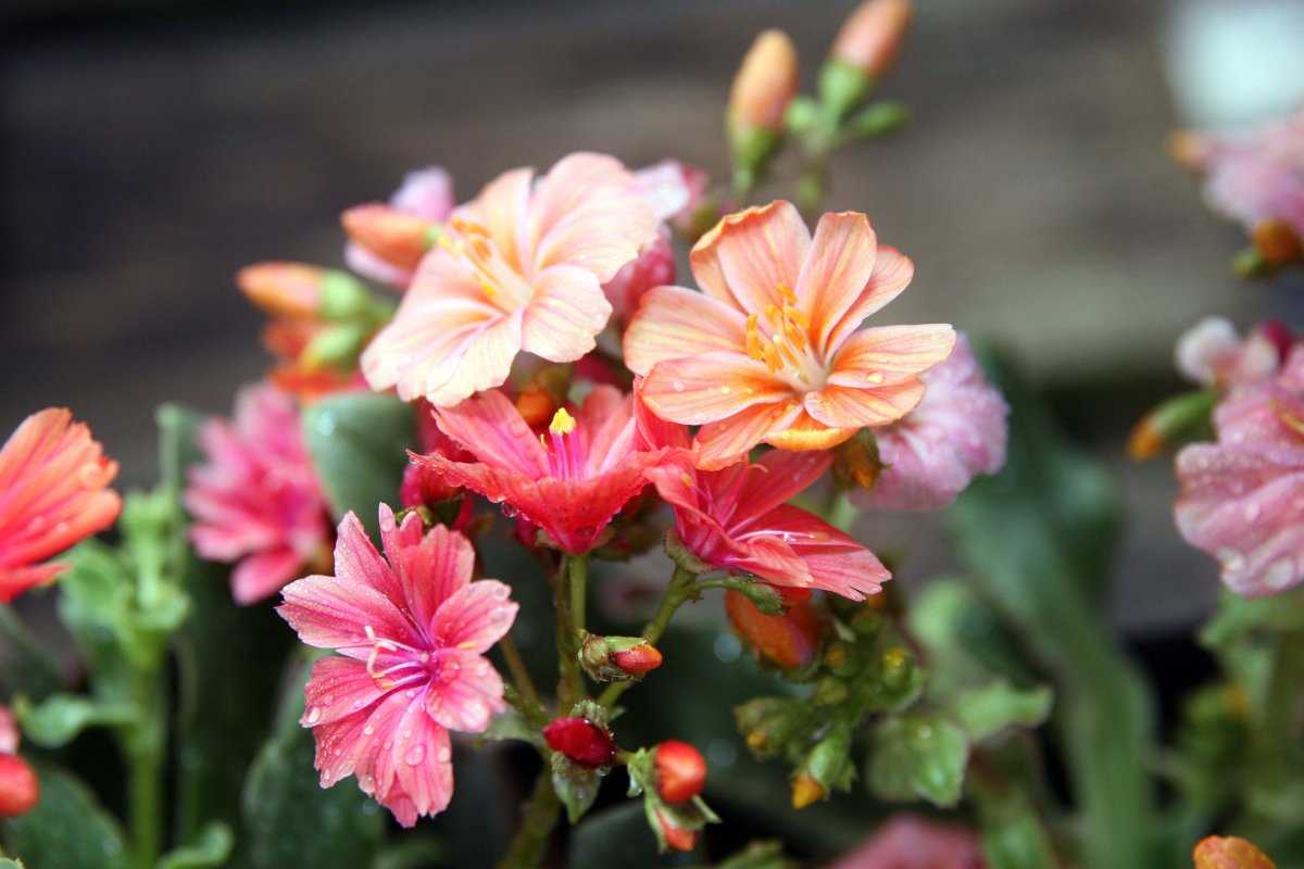Небольшое компактное растение левизия довольно широко культивируется в открытом грунте А полюбили его садоводы за эффектное обильное цветение