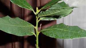 Лавровый лист: выращивание в домашних условиях из семян, болезни, обрезка + фото