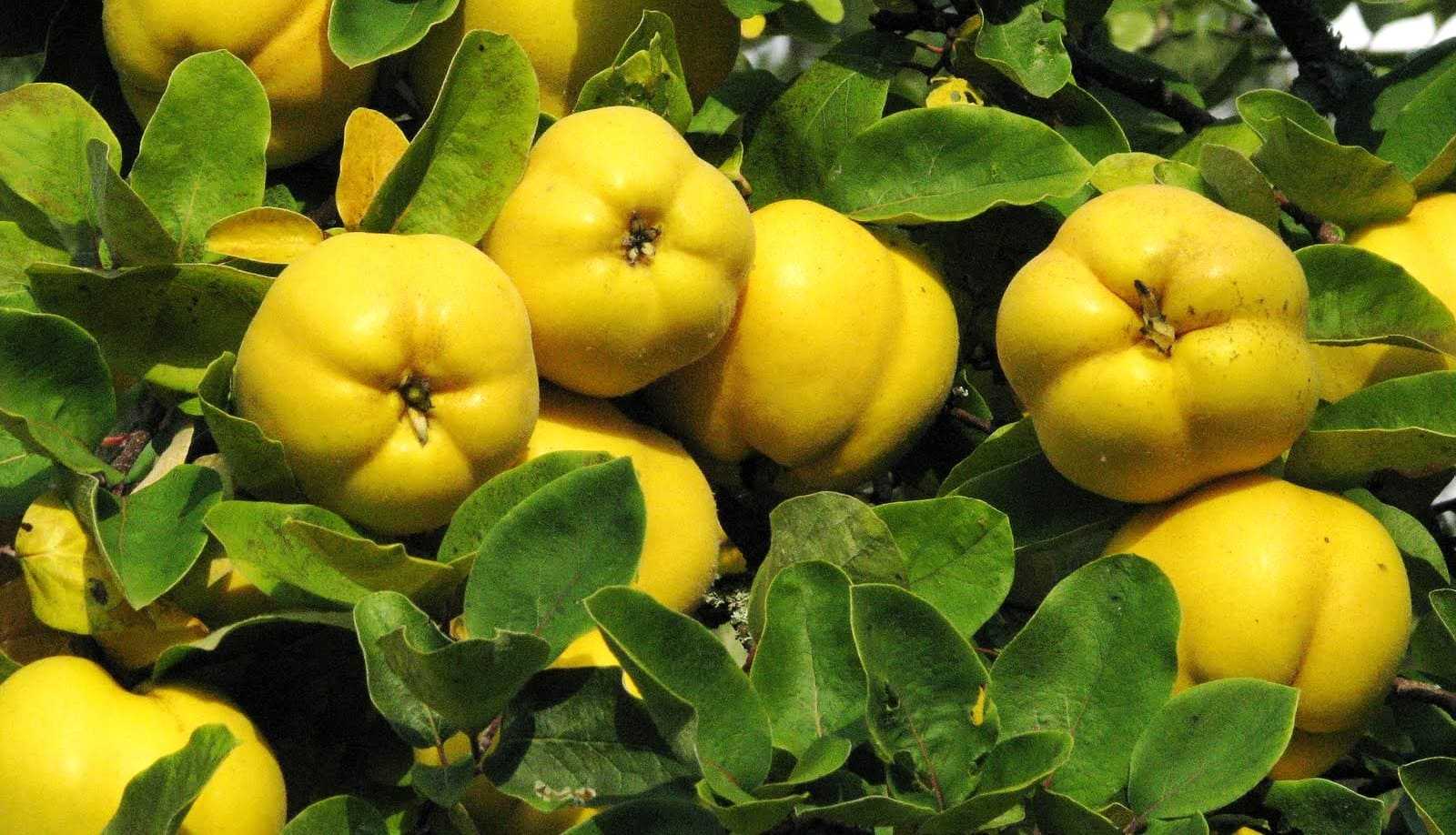 Айва обыкновенная (Cydonia), либо айва продолговатая ― это древесное растение относится к монотипному роду, который является представителем семейства розовые