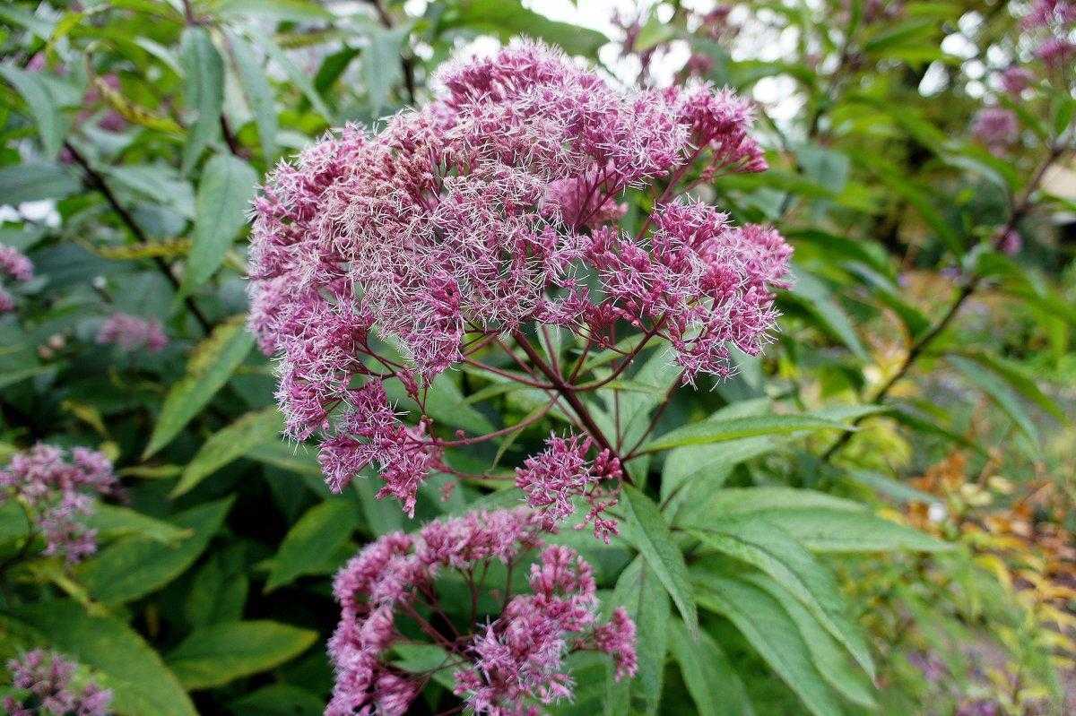 Посконник фото и описание кустарника купить Eupatorium Maculata Riesenschirm Emerald Plants