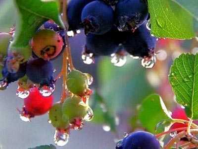 Ирга – посадка и уход в открытом грунте, полезные свойства ягоды