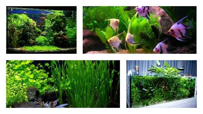 Плавающие аквариумные растения и способы их крепления