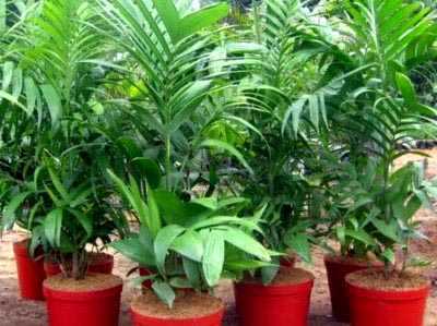 Растение арека (Areca) относится к семейству Пальмовые Объединяет данный род больше 40 видов, в природе которые можно повстречать во влажных подлесках тропических областей Азии от Соломоновых островов, Филиппин и Новой Гвинее до Индии и Шри-Ланки