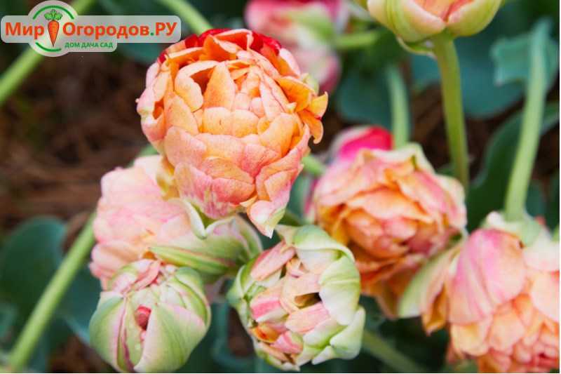 Полезные свойства тюльпанов. применение тюльпанов | огородники