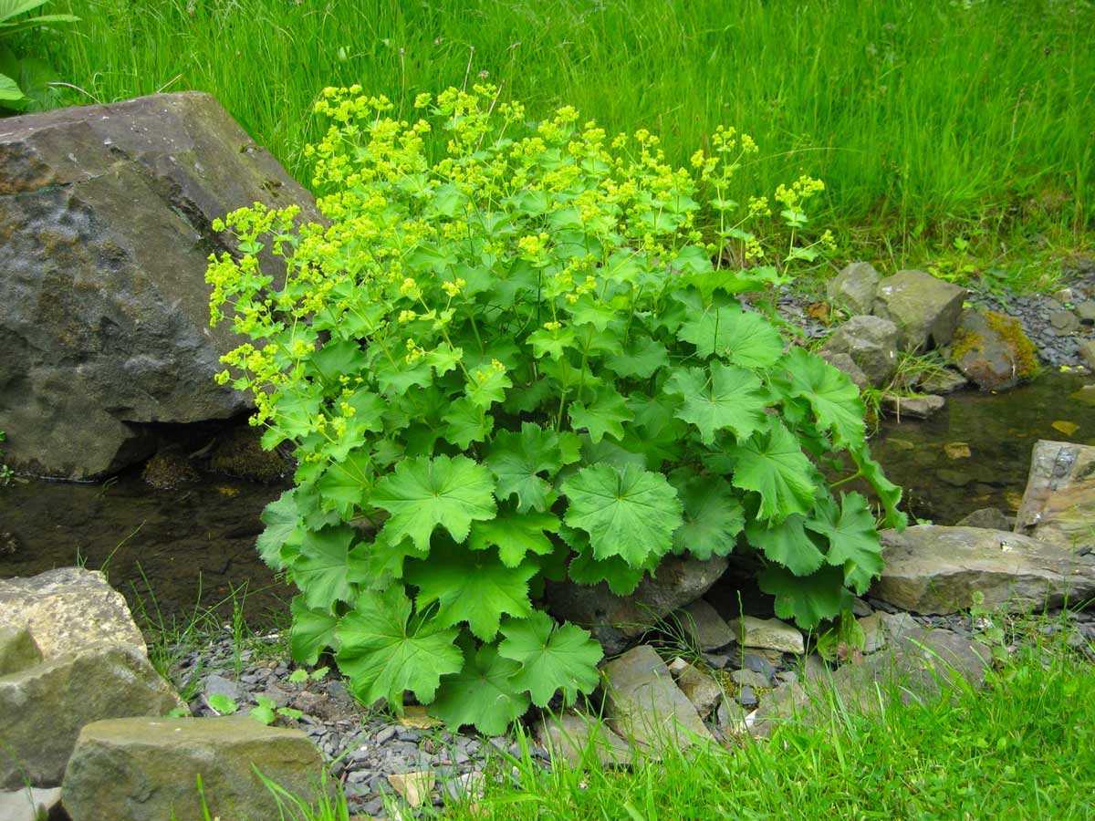 Растение манжетка: польза, выращивание и уход
