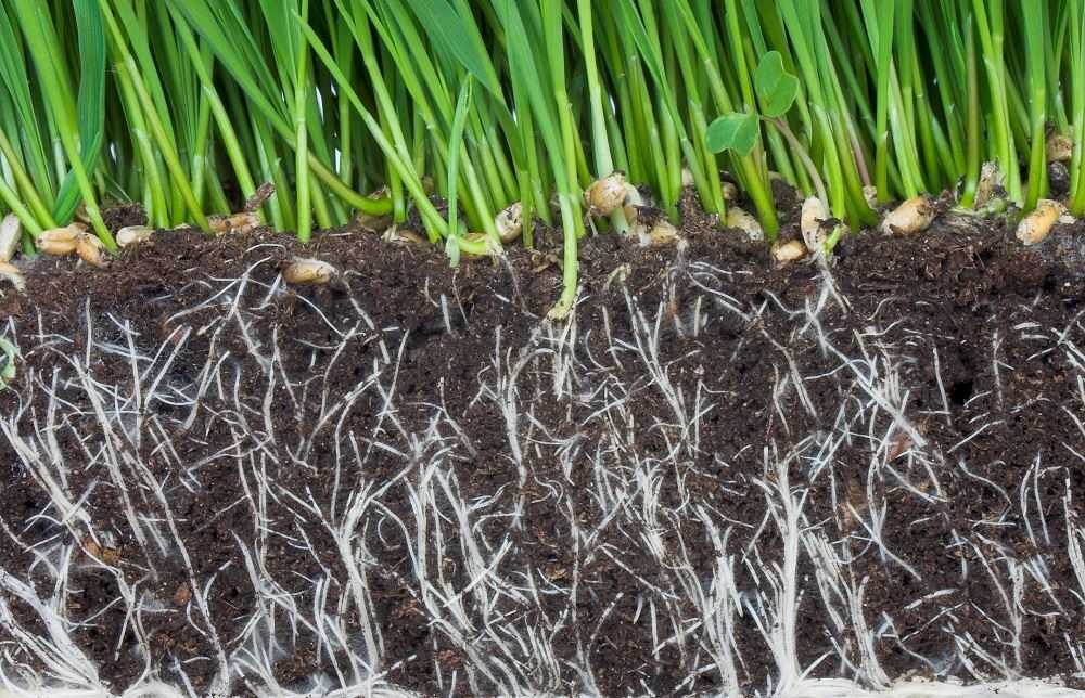 Лучшие стимуляторы роста корней растений: применение и характеристики корневина, инструкция, влияние на бутоны, ускоритель плодообразования, регулятор