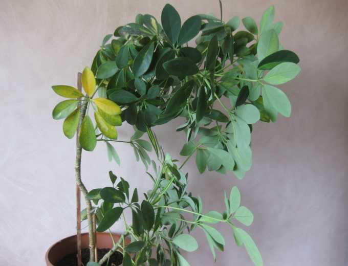 Шеффлера размножение листом в домашних условиях фото