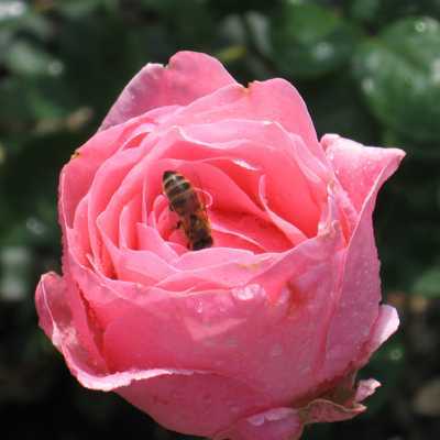 Сорта чайно-гибридных роз | сад и огород - интернет журнал о даче