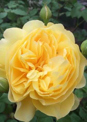 Роза «розариум ютерсен» (30 фото): описание плетистого сорта кордеса, уход за розами и отзывы о них