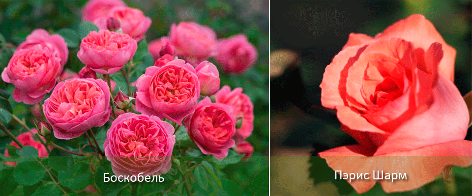 Мои двухцветные розы — на дальнем востоке и кубани. сравнительные характеристики сортов. фото — ботаничка.ru