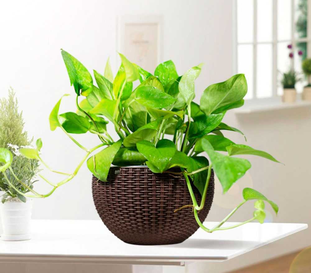 Уход в домашних условиях за комнатным растением – сциндапсус