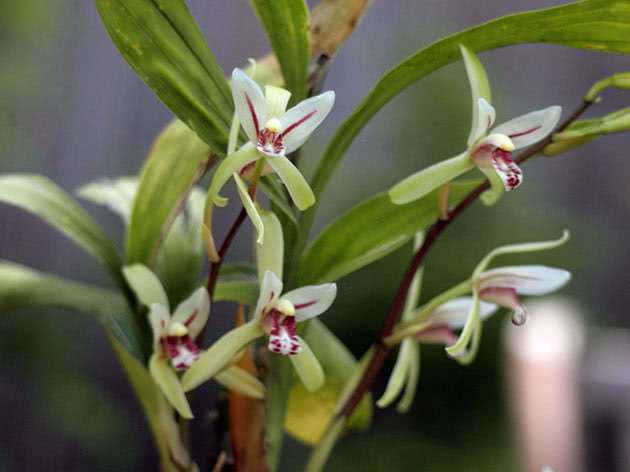 Прекрасная орхидея цимбидиум: уход в домашних условиях