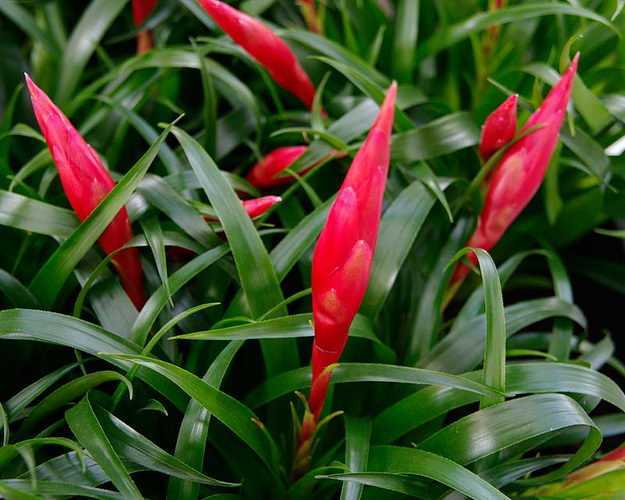 Растение вриезия: виды и срок цветения, размножение цветка вриезия в домашних условиях