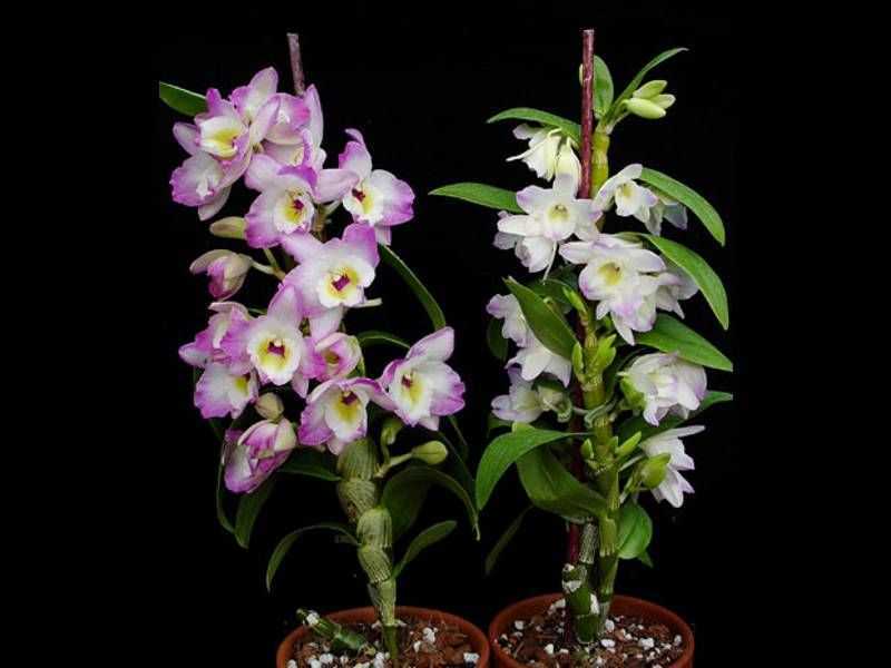 Уход за орхидеей дендробиум после цветения в домашних условиях: если она отцвела, что делать дальше?