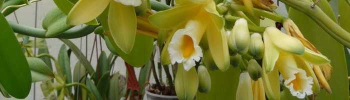 Ванильная орхидея, орхидея ваниль. уход, размножение, выращивание дома.