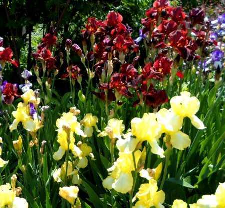 Бордюрные низкорослые цветы для клумбы: карликовые сорта, многолетники и однолетники, цветущие все лето - огород, сад, балкон - медиаплатформа миртесен