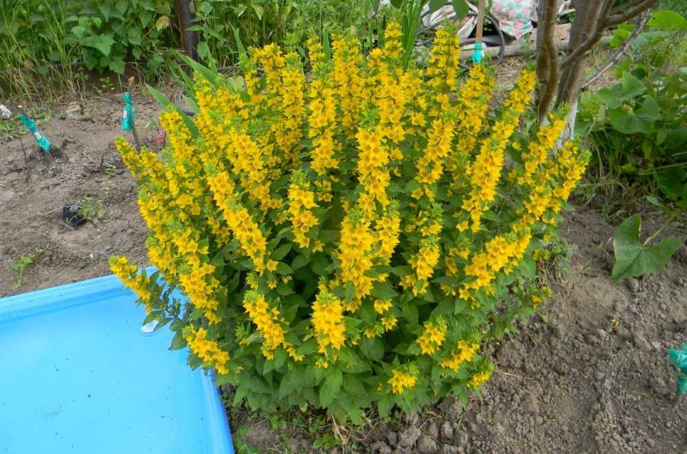 Вербейник – многолетнее травянистое растение для открытого грунта: фото, описание, выращивание, посадка и уход за цветком