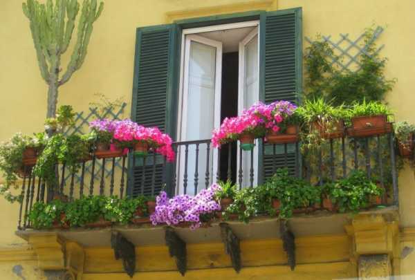 Подвесные горшки, украшение солнечного балкона цветами, какие и как посадить цветы фото