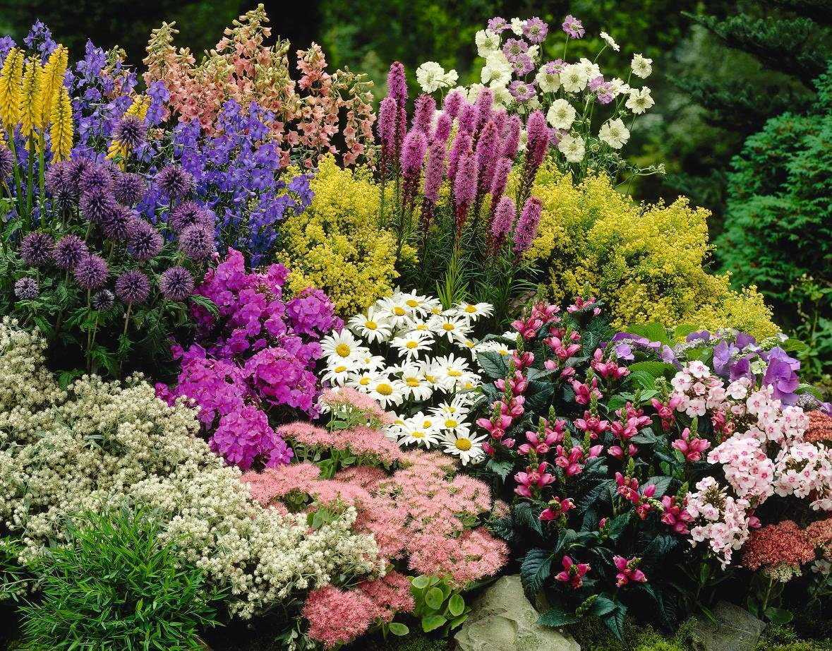 Многолетние кустовые цветы для сада: названия, фото и описание