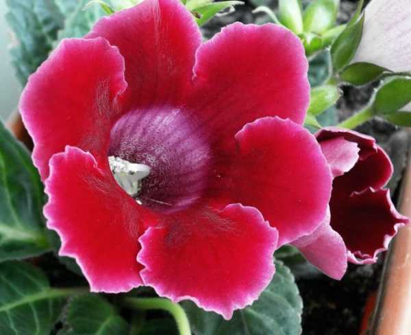 Цветок глоксиния: секреты ухода и выращивания в домашних условиях