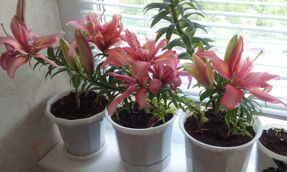 Ядовитые комнатные растения (35 фото): чем опасен молочай, олеандр и другие домашние цветы для человека?