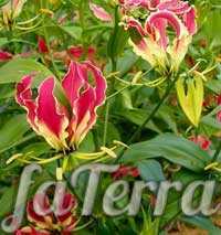 Роскошная глориоза — тропический цветок со сложным характером. рекомендации по посадке и уходу