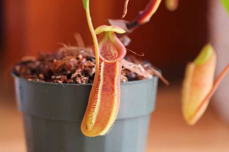 Непентес – хищное растение: описание, уход в домашних условиях