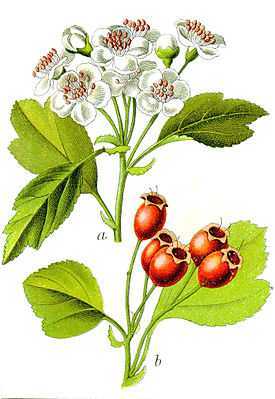 Черемуха (Prunus) ― это является общим названием отдельных видов, относящихся к роду Слива семейства Розовые Раньше данные виды выделялись в отдельный род либо подрод