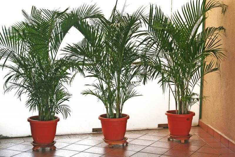 Разновидности домашней пальмы: фото и названия, уход