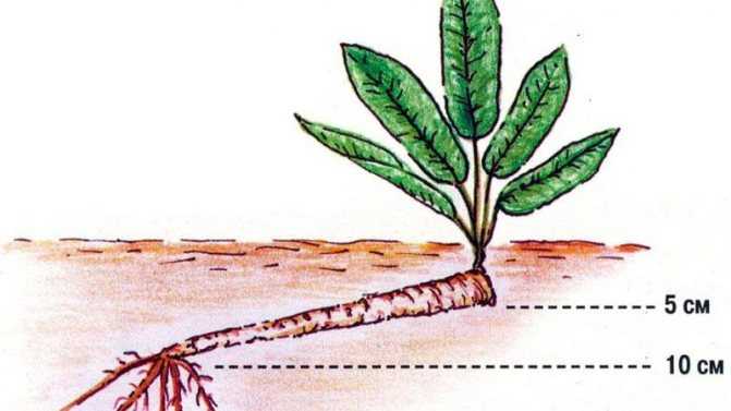 Как посадить катран: выращивание «заменителя хрена» из семян | огородник