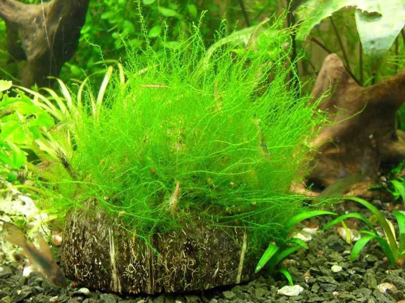 Яванский мох в аквариуме: содержание, уход, фото
яванский мох в аквариуме: содержание, уход, фото