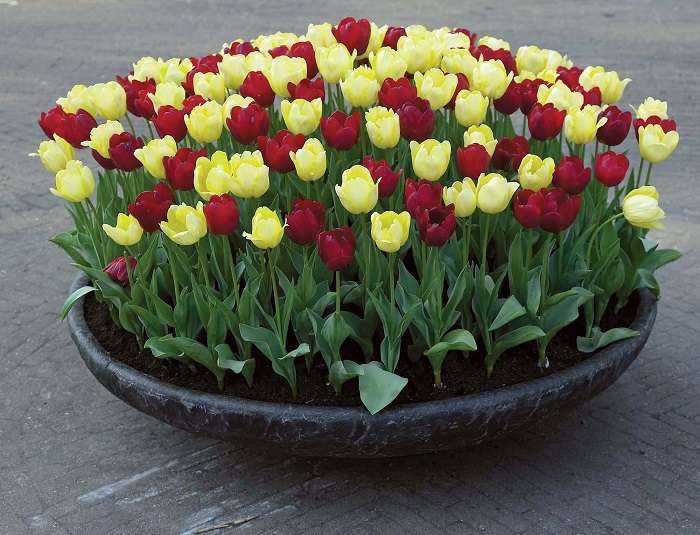 Удобрение для тюльпанов осенью: как правильно подобрать, если цветы идут на продажу