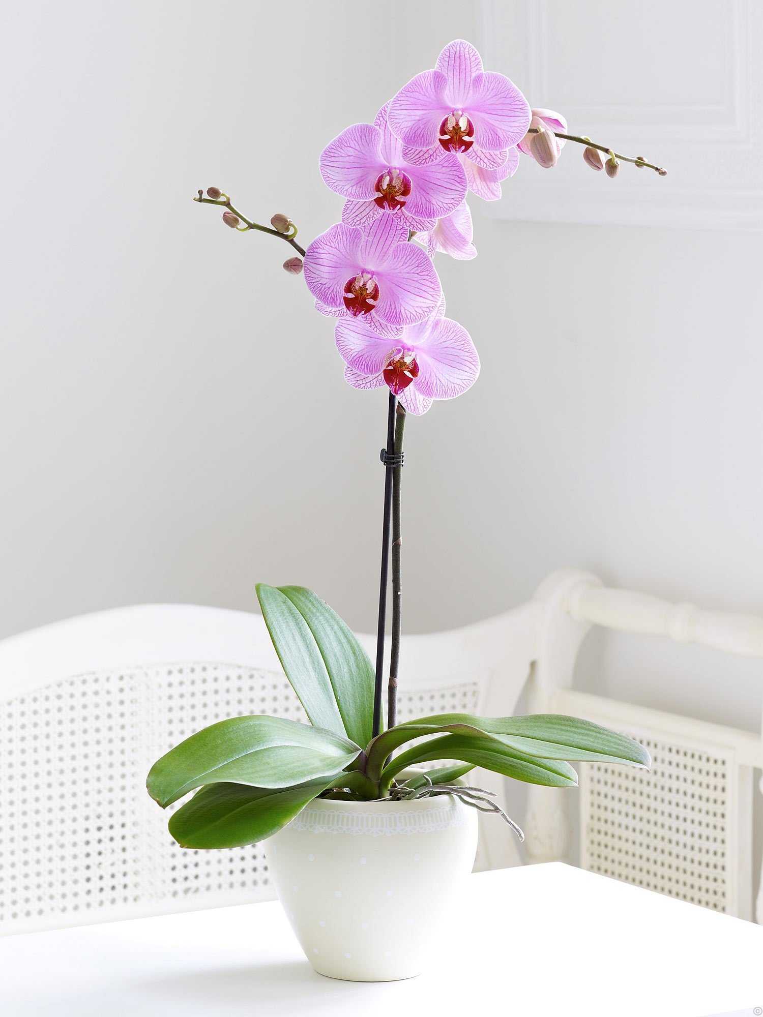 Орхидея фаленопсис: описание и уход в комнатных условиях